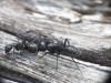 Camponotus vagus